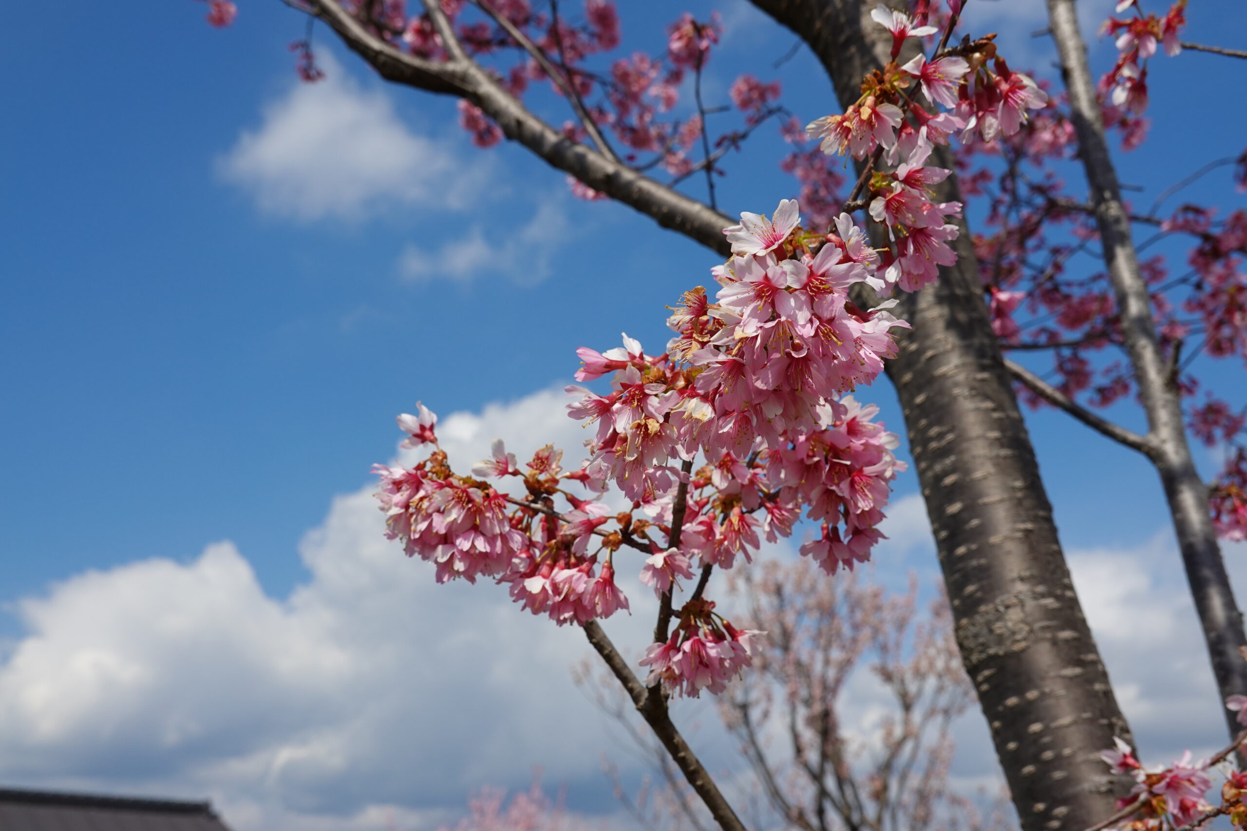 春季彼岸会法要の様子